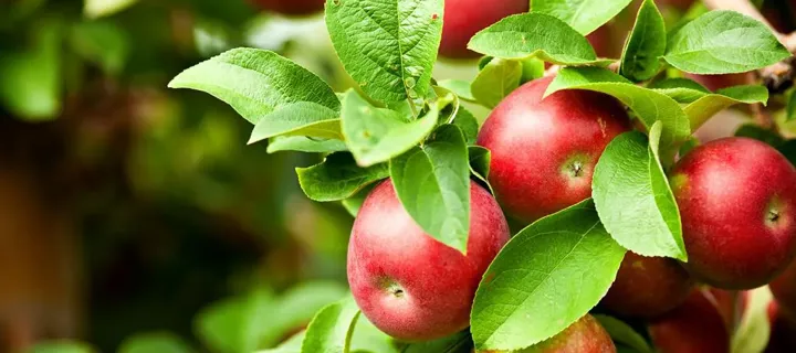 Top Trends from New Zealand’s Leading Food & Beverage Manufacturing Trade Show, Foodtech Packtech 2021