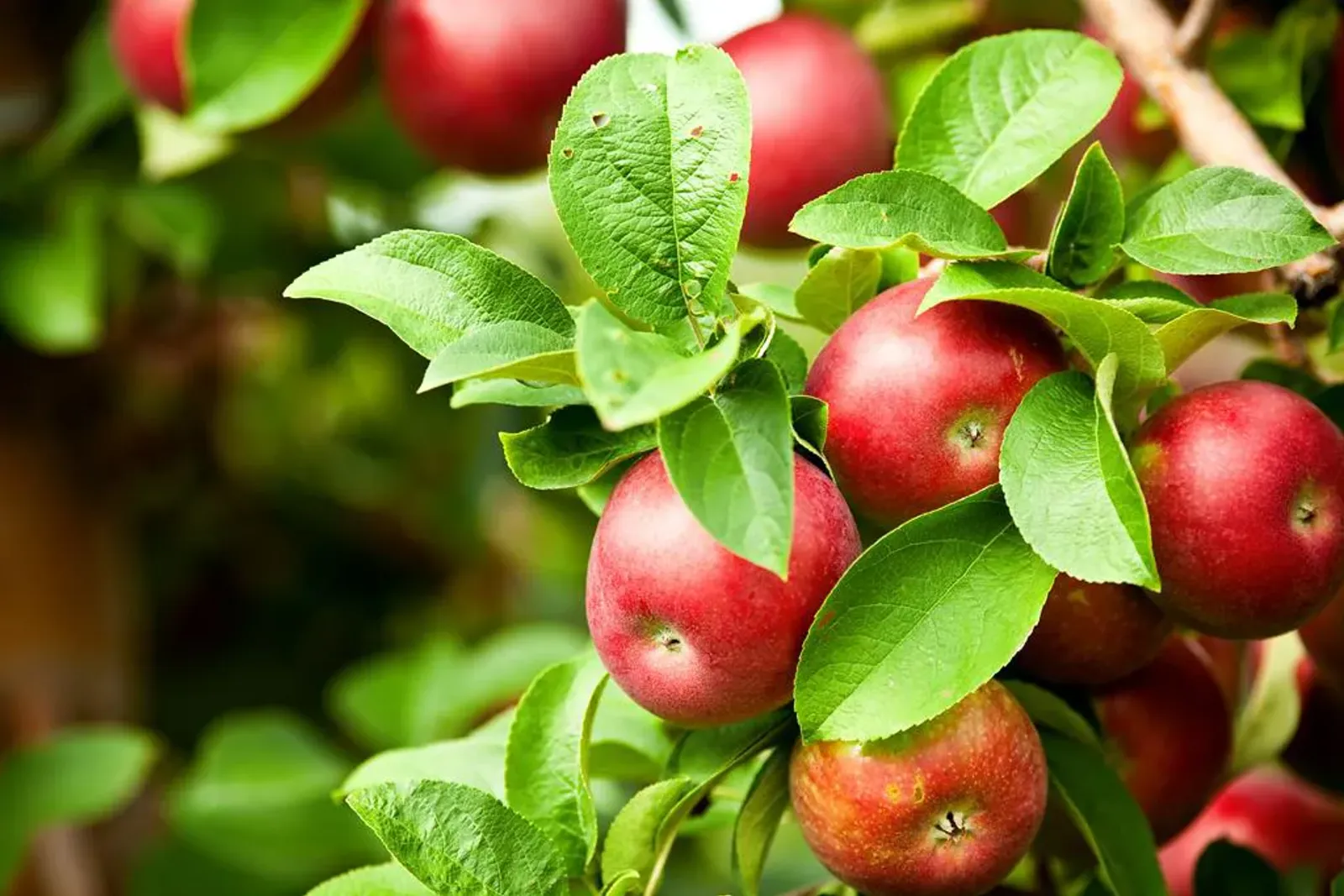 Top Trends from New Zealand’s Leading Food & Beverage Manufacturing Trade Show, Foodtech Packtech 2021